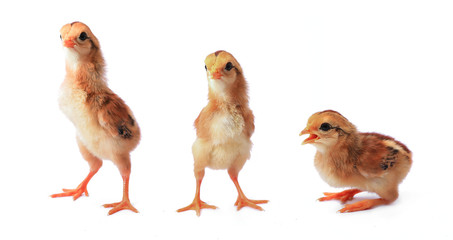 The collection little chick isolated on white background.