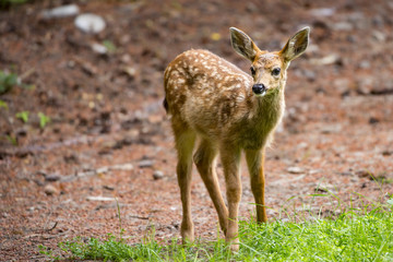 Naklejka na ściany i meble deer fawn foraging in the forest 