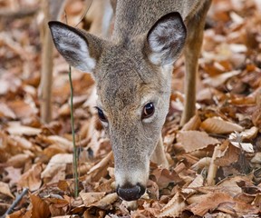 Isolated picture of a cute wild deer eating leaves in forest