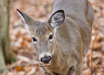 Isolated photo of a cute wild deer in forest in autumn