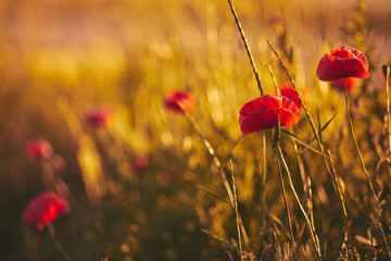 Papavero di campo in estate al tramonto 