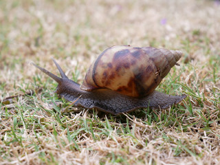 Snail crawling on green grass in the garden.
