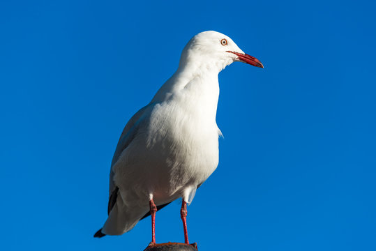 Silver gull bird against blue sky on the background