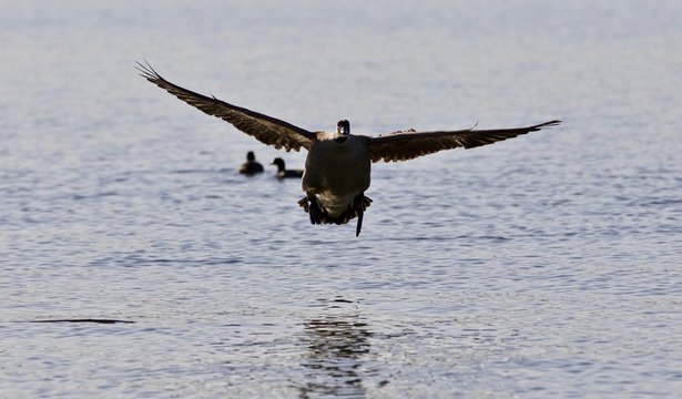 Beautiful isolated image of a landing Canada goose
