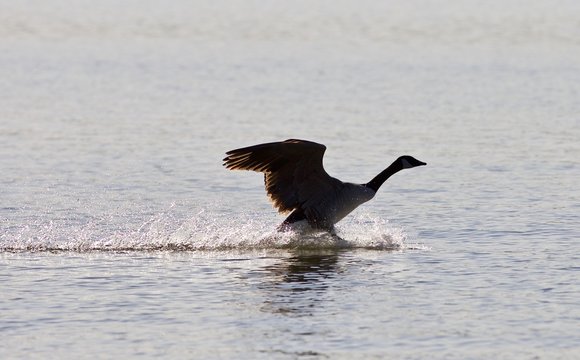 Beautiful background with a landing Canada goose