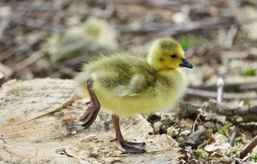 Beautiful isolated photo of a cute funny chick of Canada geese on a stump