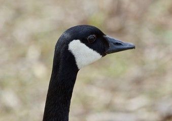 Beautiful isolated photo of a Canada goose