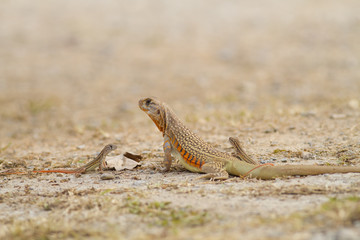 Butterfly lizard in nature,Small-scaled lizard (round lizard)