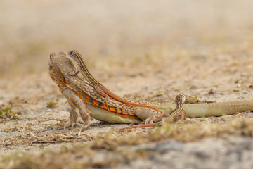 Butterfly lizard in nature,Small-scaled lizard (round lizard)