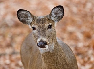 Fototapeta premium Isolated photo of a cute wild deer in forest in autumn