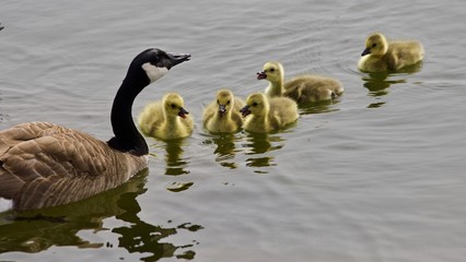 Obraz premium Beautiful background with a young family of Canada geese swimming together