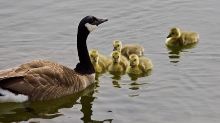 Obraz premium Beautiful isolated picture of a young family of Canada geese swimming in lake