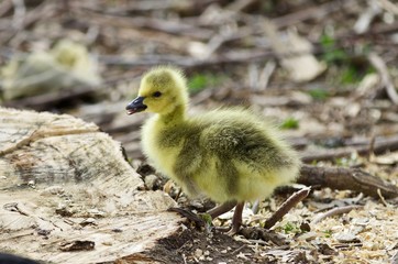 Beautiful isolated photo of a cute chick of Canada geese on a stump