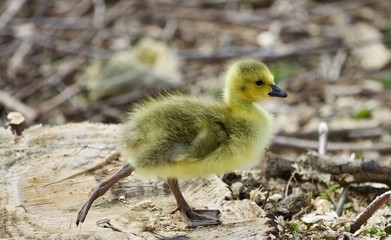 Beautiful isolated picture of a cute funny chick of Canada geese on a stump