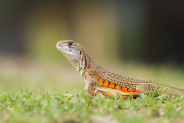 Butterfly lizard in nature,Small-scaled lizard (round lizard)