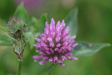 ungeöffnete Wasserlilie und roter Klee