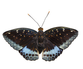 Isolated dorsal view of male Common Archduke butterfly ( Lexias pardalis jadeitina )