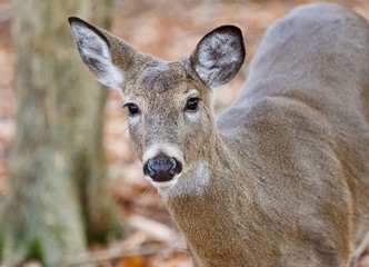 Isolated photo of a cute wild deer in forest in autumn