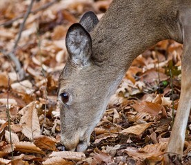 Isolated image of a cute wild deer in forest in autumn