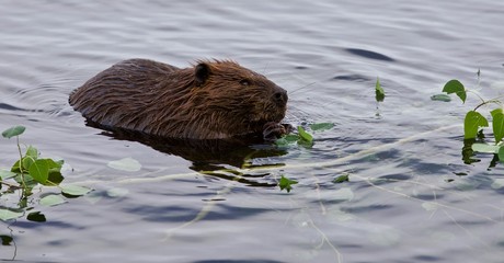 Beautiful isolated image of a beaver eating leaves in the lake