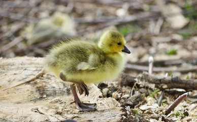 Beautiful isolated photo of a cute funny chick of Canada geese on a stump