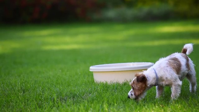 Jack Russel Dog Washing And Shake