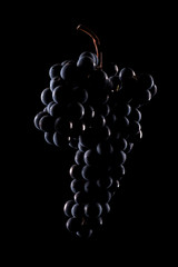 Berries of dark bunch of grape  in low light isolated on black background