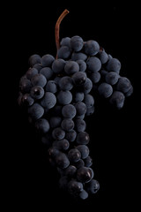 Berries of dark bunch of grape  in low light isolated on black background