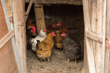 Chicken and rooster in the chicken yard