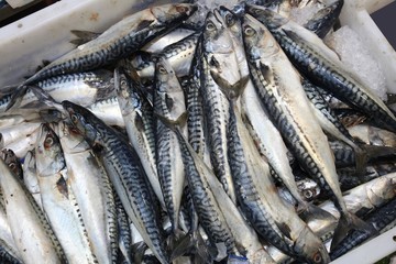 Obraz premium Mackerel in London Billingsgate Fish Market