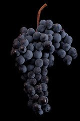 Berries of dark bunch of grape  in low light isolated on black background