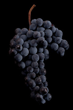 Berries of dark bunch of grape  in low light isolated on black background