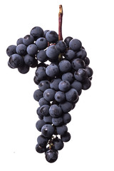 Berries of dark bunch of grape with water drops in low light isolated on white background