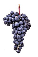 Berries of dark bunch of grape with water drops in low light isolated on white background