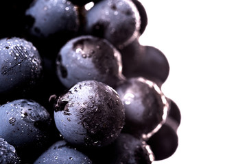 Close up, berries of dark bunch of grape with water drops in low light isolated on white background