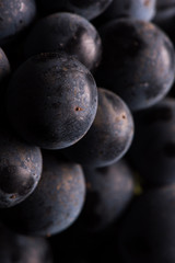 Close up, berries of dark bunch of grape with water drops in low light isolated on black background