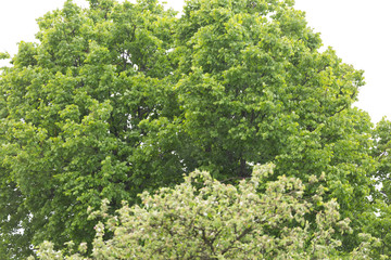 Crown of deciduous tree