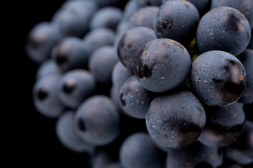 Close up, berries of dark bunch of grape with water drops in low light isolated on black background
