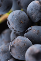 Close up, berries of dark bunch of grape with water drops in low light isolated on black background