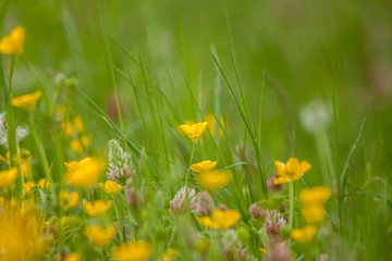 wild field flowers on green grass background