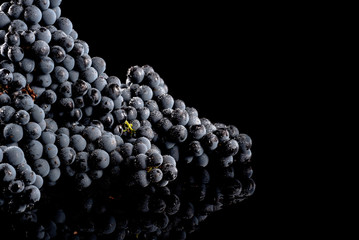 Close up, berries of dark bunch of grape with water drops in low light isolated on black background