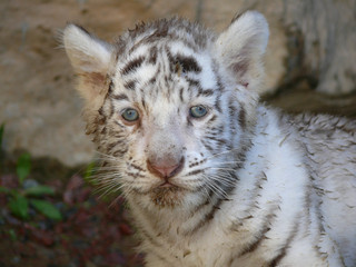 cachorro tigre blanco