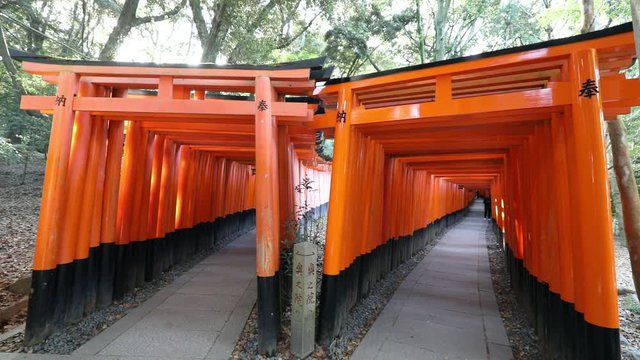 Double Corridor of vermillion torii gates winding up Mt Inari. Fushimi Inari taisha is the most important shinto sanctuary and oldest of Kyoto in Japan.