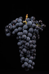 Berries of dark bunch of grape with water drops in low light isolated on black background