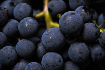 Close up, berries of dark bunch of grape with water drops in low light isolated on black background