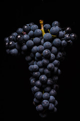 Berries of dark bunch of grape with water drops in low light isolated on black background
