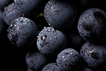 Close up, berries of dark bunch of grape with water drops in low light isolated on black background