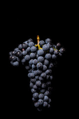 Berries of dark bunch of grape with water drops in low light isolated on black background