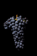 Berries of dark bunch of grape with water drops in low light isolated on black background