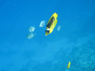 mondo sommerso © paolo